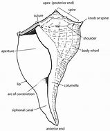 Image result for Lightning Whelk