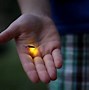 Image result for Difference Firefly Lightning Bug