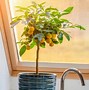 Image result for Miniature Indoor Fruit Trees