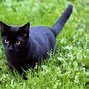 Image result for Funny Black Cat Photos