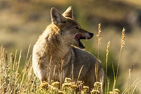Image result for Coyote Wall Maunt
