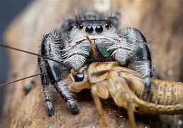 Image result for Insects and Spiders