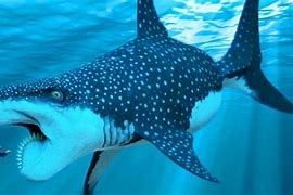 Image result for Unknown Shark Species