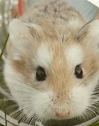 Image result for World's Oldest Hamster