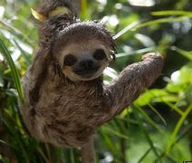 Image result for Space Sloth Wallpaper