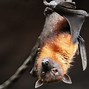 Image result for big brown bats facts