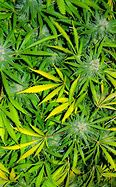 Image result for Marijuana Background Images