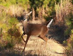 Image result for Deer Jawbone Extraction