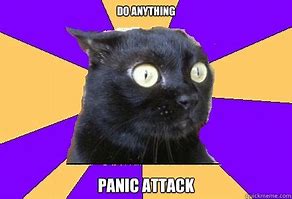 Image result for Anxious Cat Meme