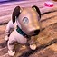 Image result for Aibo Facts