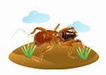 Image result for Jerusalem Cricket