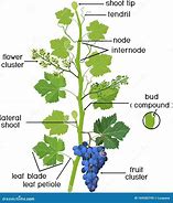 Image result for Name Parts of a Grapevine