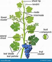 Image result for Anatomy of a Grape Vine