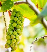 Image result for Red Sea Grapes
