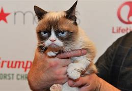 Image result for Grumpy Cat Meme Death