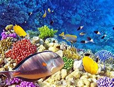 Image result for Underwater Photos Coral and Fish