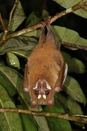 Image result for Mindoro Stripe-Faced Fruit Bat