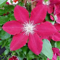 Image result for Clematis Rebecca