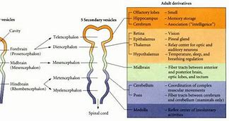 Image result for Vesicles of Neural Tube