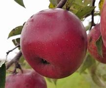 Image result for Haralred Apple Tree