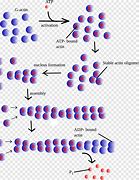 Image result for actin�grafi