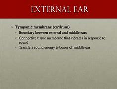 Image result for Outer Ear