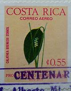 Image result for Flowers From Costa Rica Drawing