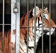 Image result for Mauled by Tiger