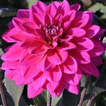 Image result for Dahlia Marcel Daussault