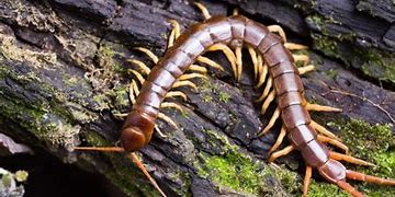 Image result for Animals with an Exoskeleton