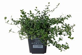 Image result for Euonymus fort. Minimus