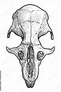 Image result for Rat Skull Drawing