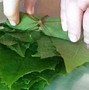 Image result for Grapevine Leaf