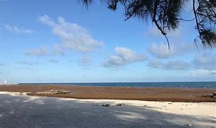 Image result for Key West FL Sargassum