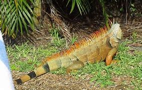 Image result for Giant Iguana Florida