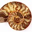 Ammonite 的图像结果