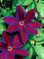 Image result for Clematis Seeds Perennial