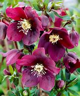 Image result for Helleborus orientalis Bridal Queen