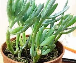 Image result for Succulent and Cactus Plants