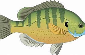Image result for Bluegill Fish Clip Art