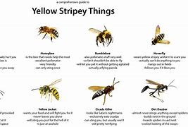 Image result for Yellow Stripey Things