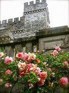 Image result for Hatley Castle Rose Garden