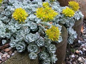 Image result for Sedum spathulifolium Cape Blanco