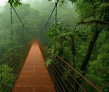 Image result for Rainforest Screensaver