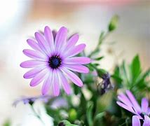 Image result for Spring Flowers Photography