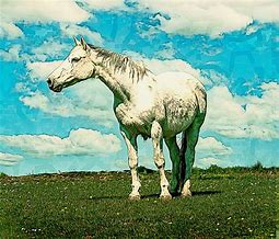 Image result for Pixabay Horse Race