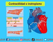 Image result for contractilidaf