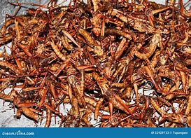Image result for Canned Fried Crickets
