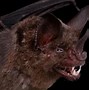 Image result for Realistic Bat Face