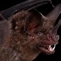 Image result for Bat Funny Face